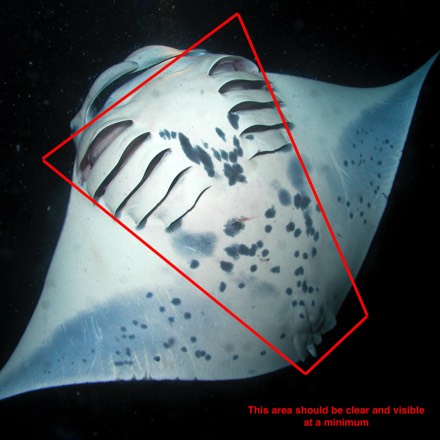 How to Take a great Manta ID photo